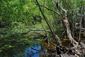mangrove jakarta utara